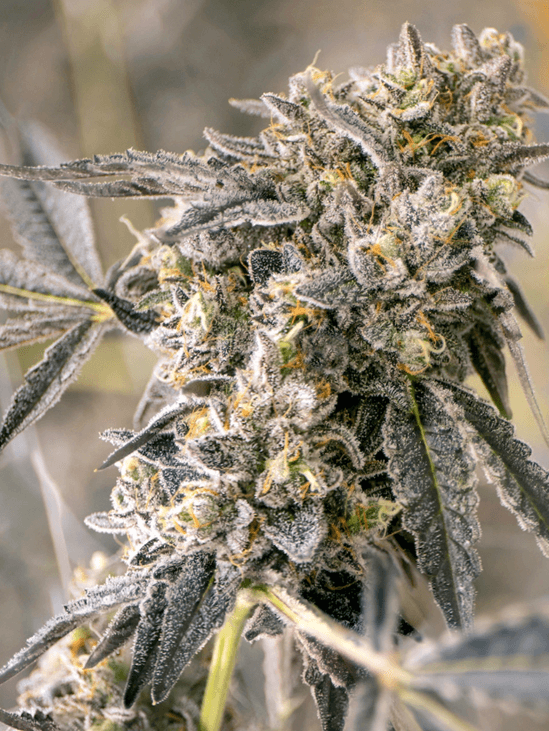 Ministry of Cannabis Konopné semená Auto Zkittleberry Balenie: 5 ks