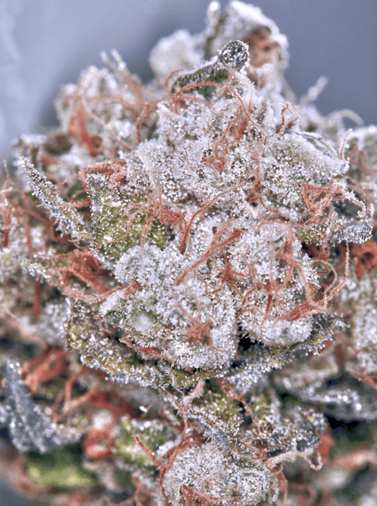 MOC Zensation 0 % THC 5 ks Balenie: 2 ks