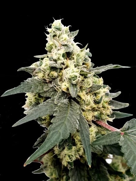 Paradise seeds Auto Kong 4 0 % THC 5 ks Balenie: 10 ks