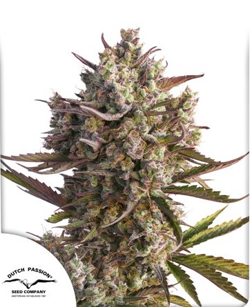 Dutch Passion Blueberry 0% THC Balenie: 3 ks