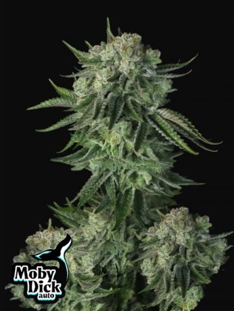 420 Fast Buds Konopné semená Moby Dick Auto Balenie: 1 ks