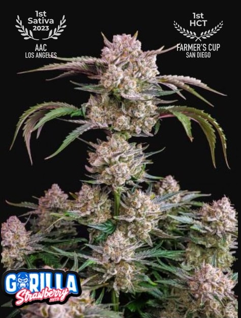 420 Fast Buds Konopné semená Strawberry Gorilla Auto Balenie: 10 ks