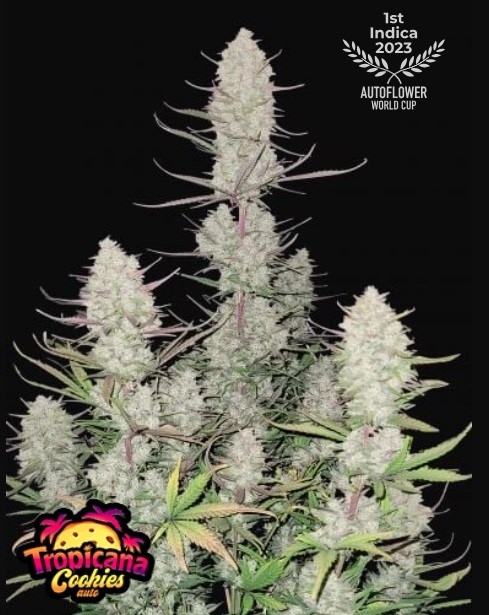 420 Fast Buds Konopné semená Tropicana Cookies Auto Balenie: 10 ks