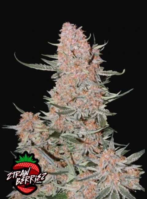420 Fast Buds Konopné semená Ztrawberriez Auto Balenie: 1 ks
