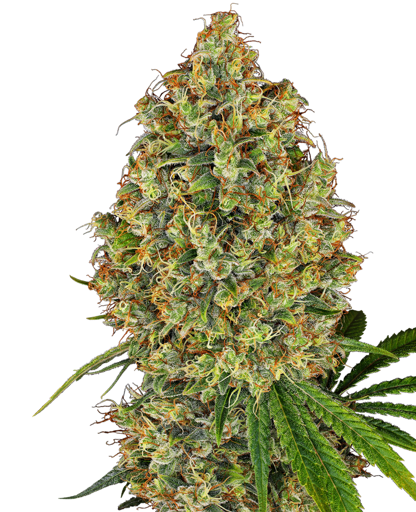 Sensi seeds Purple Bud Fem 0% THC Balenie: 10 ks