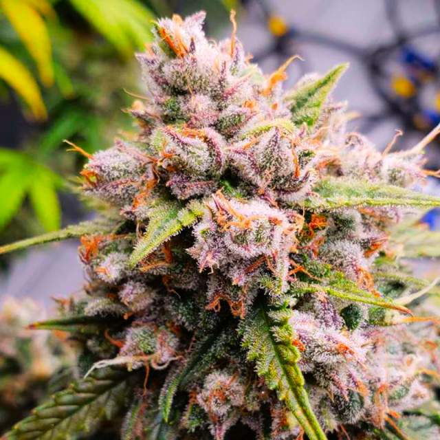 Nirvana seeds Konopné semená Aurora Indica Autoflower Balenie: 3 ks