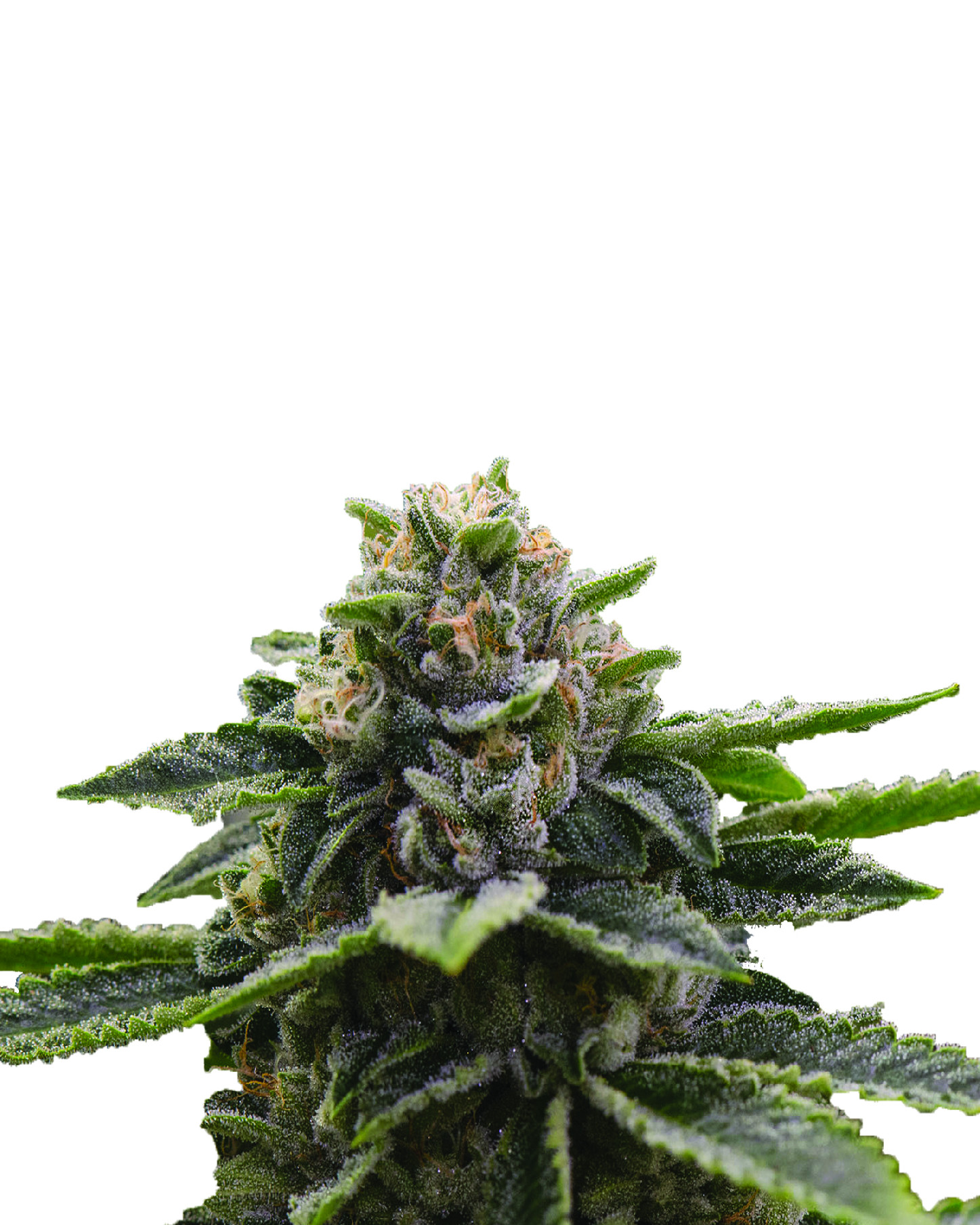 Nirvana seeds Konopné semená Skunk #1 Auto Balenie: 3 ks