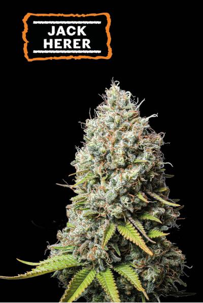 Seedstockers Jack Herer Auto 0% THC Balenie: 1 ks