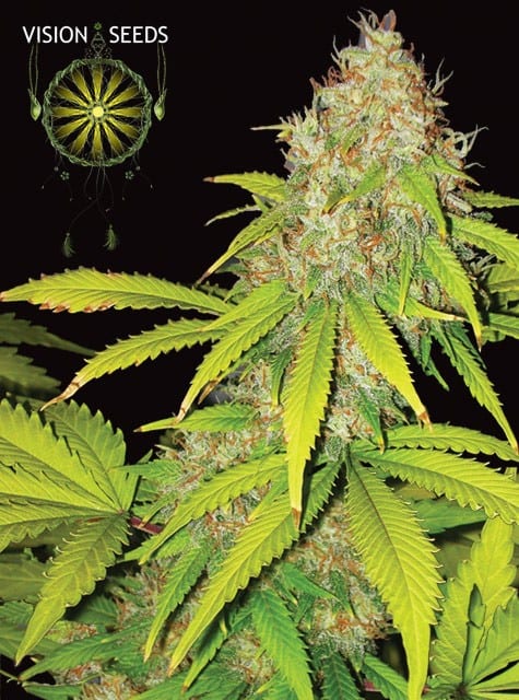 Vision Seeds Ak-49 Auto 0% THC Balenie: 3 ks