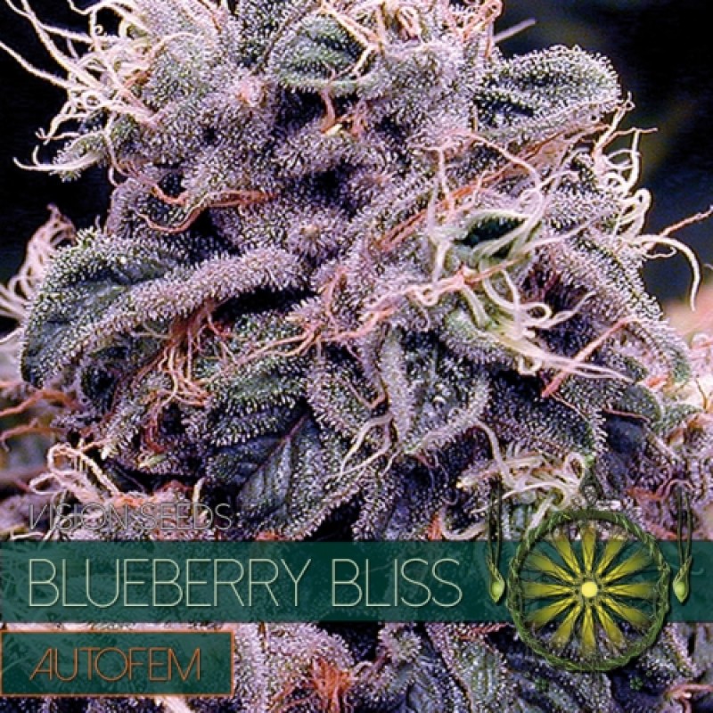 Vision Seeds Blueberry Bliss 0% THC Balenie: 10 ks