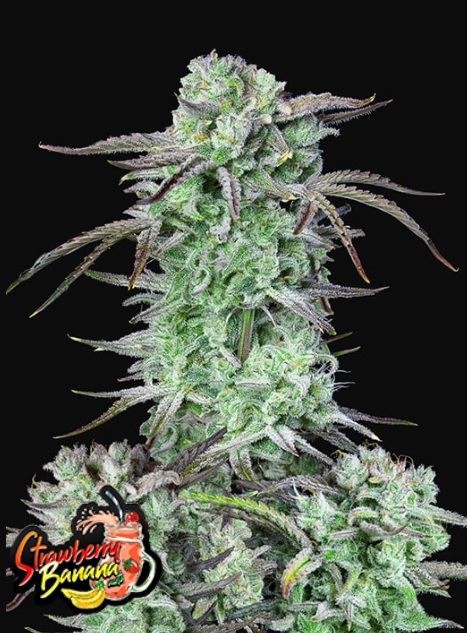 420 Fast Buds Semená konope Strawberry Banana Auto Balenie: 10 ks