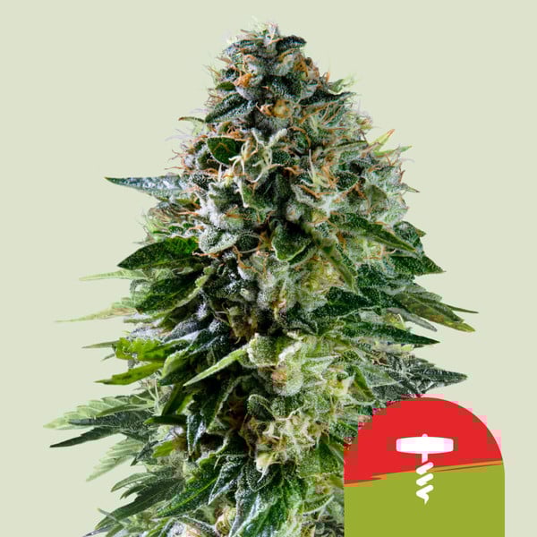 Royal Queen Seeds Konopné semená Corkscrew Auto Balenie: 5 ks