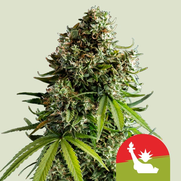 Royal Queen Seeds Konopné semená NYC Sour D Auto Balenie: 3 ks