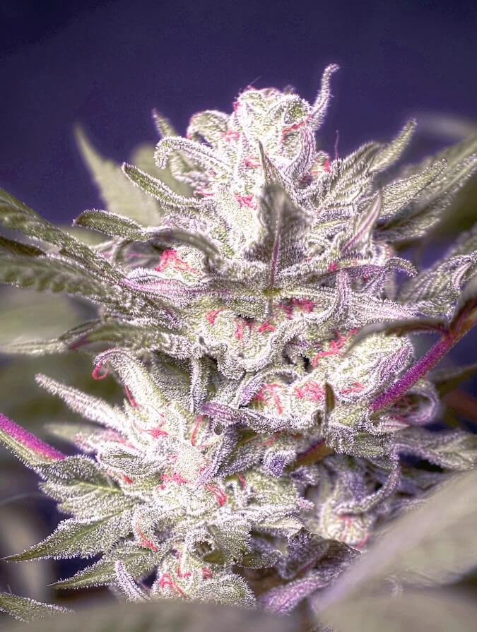 Ministry of Cannabis Konopné semená Auto Ducci Balenie: 2 ks
