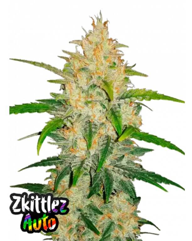 420 Fast Buds Konopné semená Zkittlez Auto Balenie: 10 ks