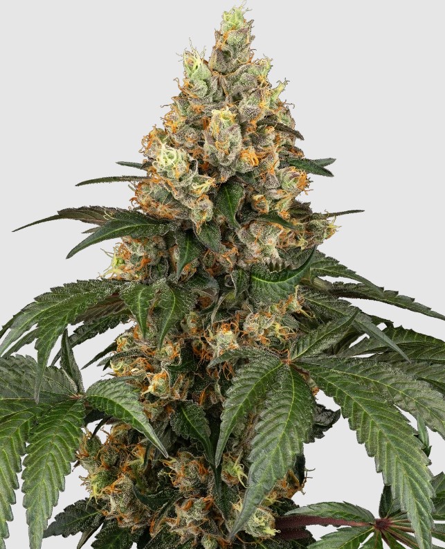 Sensi seeds Purple Bud Fem 0% THC Balenie: 10 ks