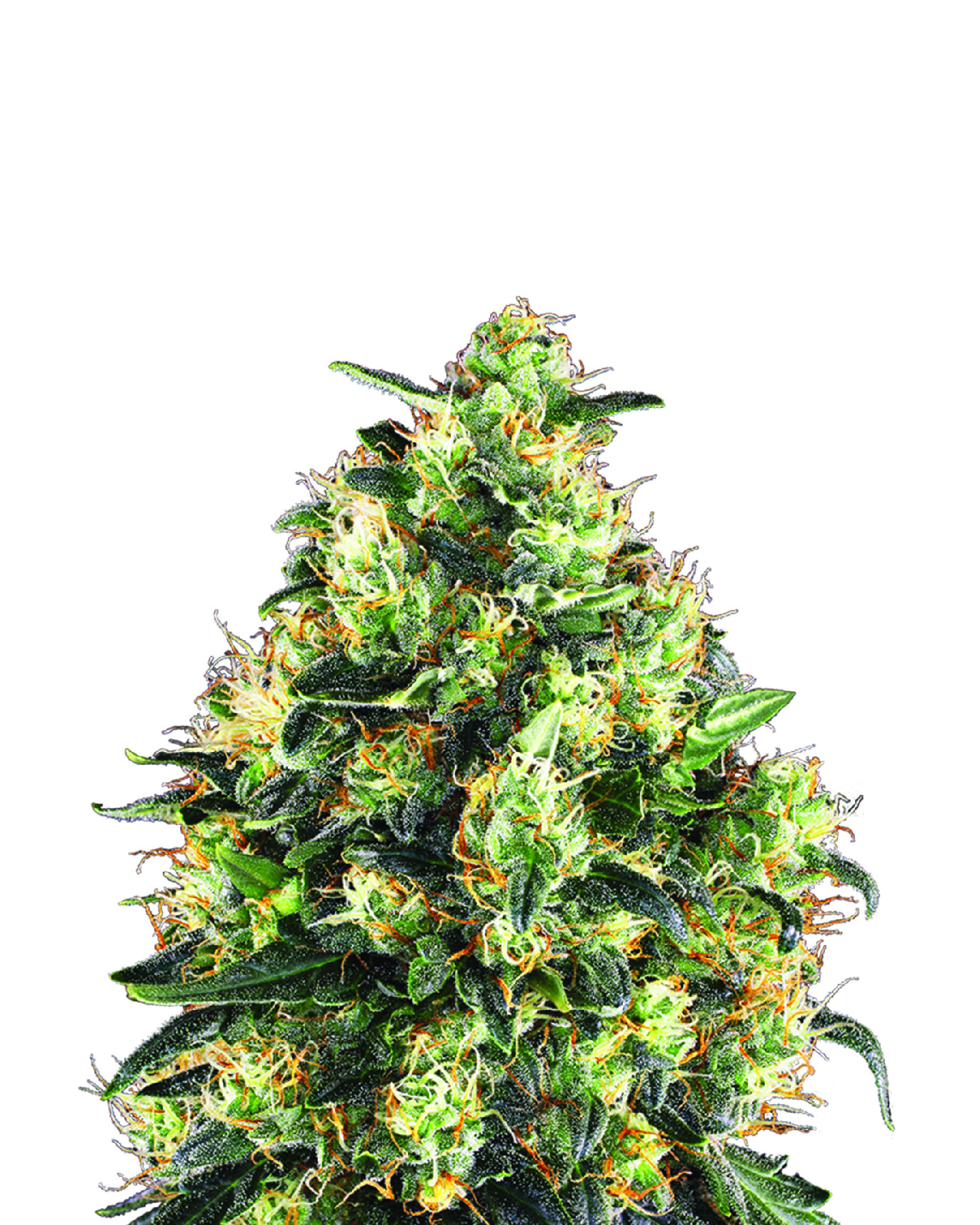 Nirvana seeds Skunk #1 Fem 0% THC Balenie: 3 ks