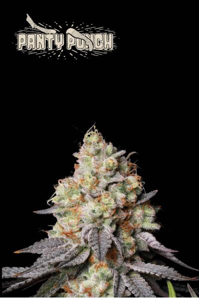 Seedstockers AK420 AUTO 0% THC Balenie: 1 ks