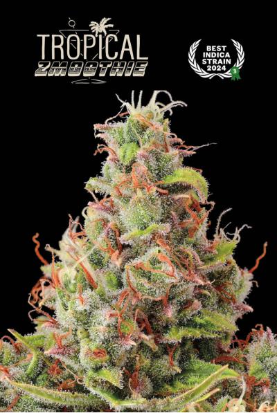 Seedstockers AK420 AUTO 0% THC Balenie: 25 ks