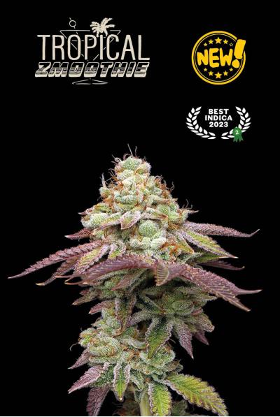 Seedstockers AK420 AUTO 0% THC Balenie: 1 ks