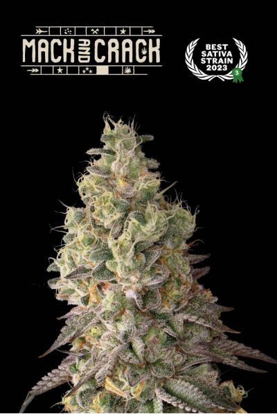 Seedstockers AK420 AUTO 0% THC Balenie: 3 ks