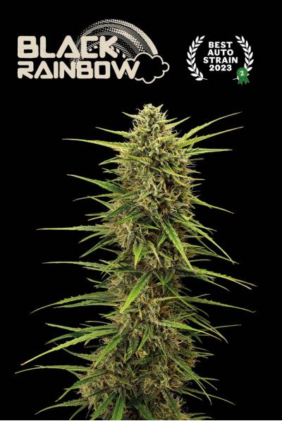 Seedstockers AK420 AUTO 0% THC Balenie: 25 ks