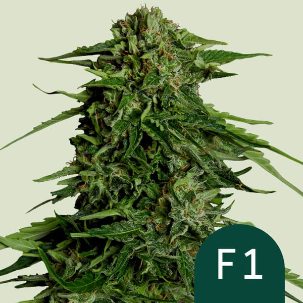 Royal Queen Seeds Special Queen 1 0 % THC 5 ks Balenie: 10 ks