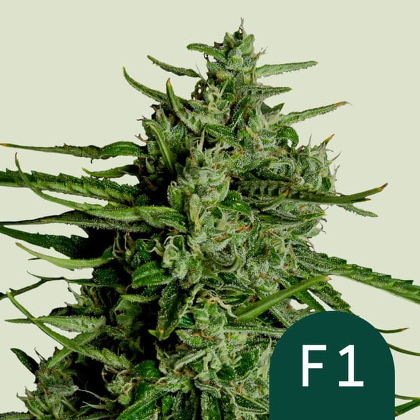 Royal Queen Seeds Special Queen 1 0 % THC 5 ks Balenie: 5 ks