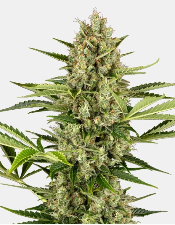 Sensi seeds Banana Kush Cake Auto 0% THC Balenie: 3 ks