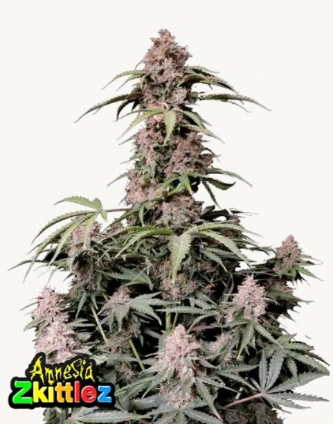 420 Fast Buds Konopné semená Amnesia Zkittlez Auto Balenie: 3 ks