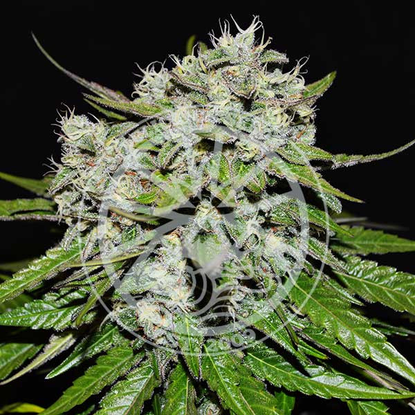 Delicious seeds Critical Neville Haze Auto 0 % THC 5 ks Balenie: 5 ks