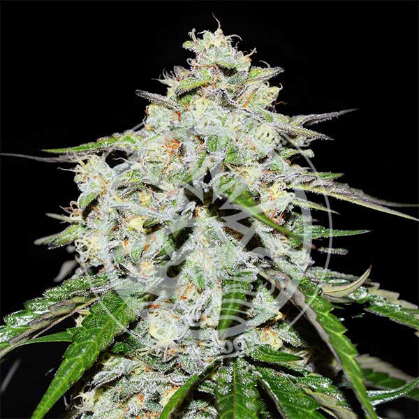 Delicious seeds Critical Neville Haze Auto 0 % THC 5 ks Balenie: 5 ks