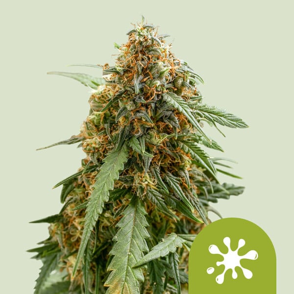 Royal Queen Seeds Special Queen 1 0 % THC 5 ks Balenie: 5 ks