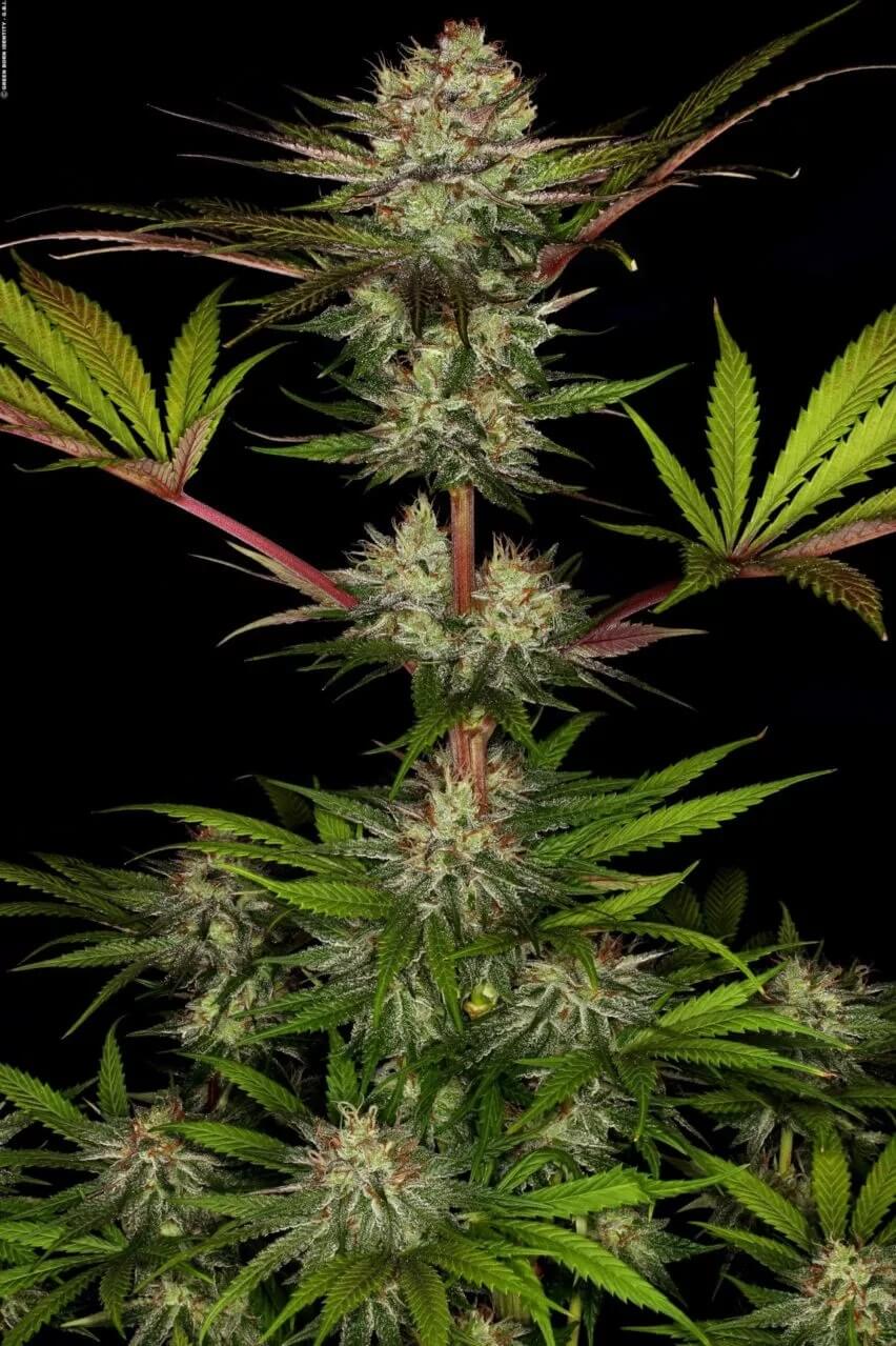 Paradise Seeds Semená konope Chocolate Wafflez Balenie: 5 ks
