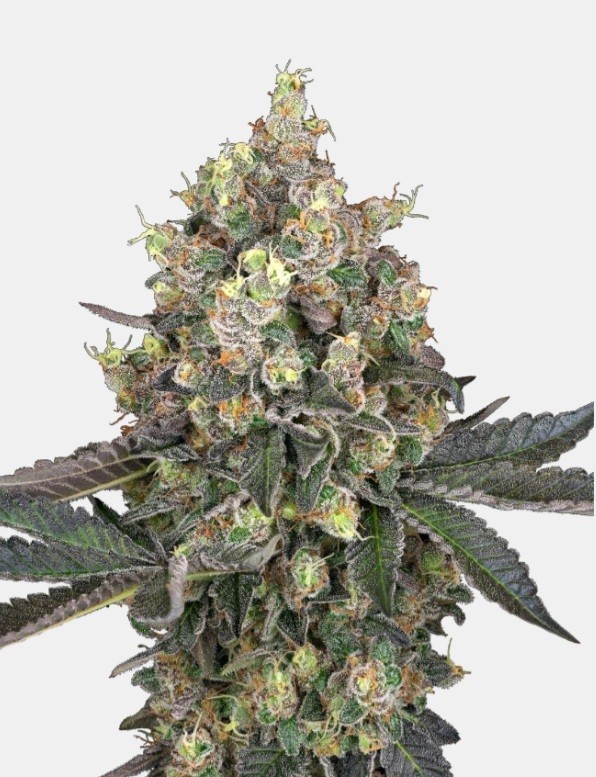 Sensi seeds Purple Bud Fem 0% THC Balenie: 10 ks