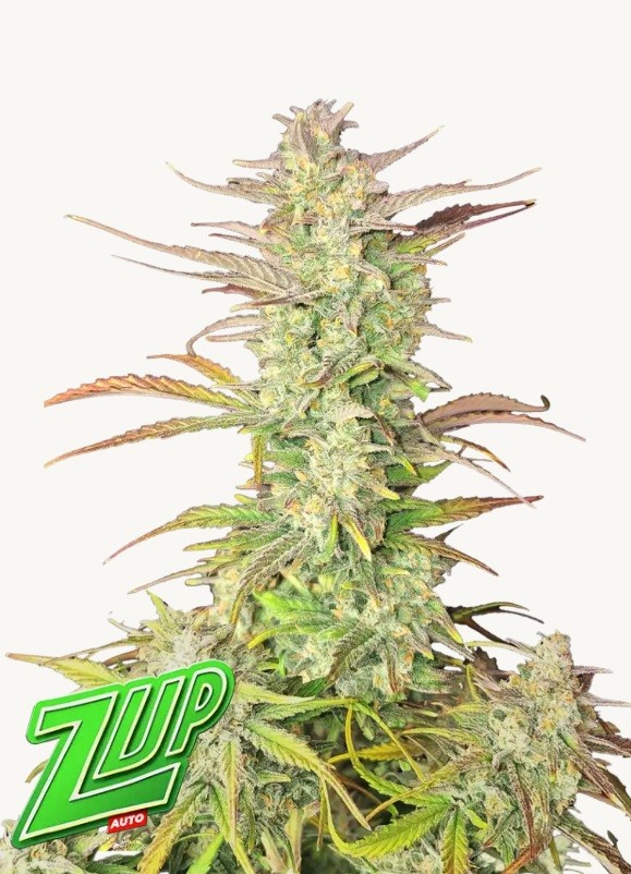 Seedstockers AK420 AUTO 0% THC Balenie: 10 ks