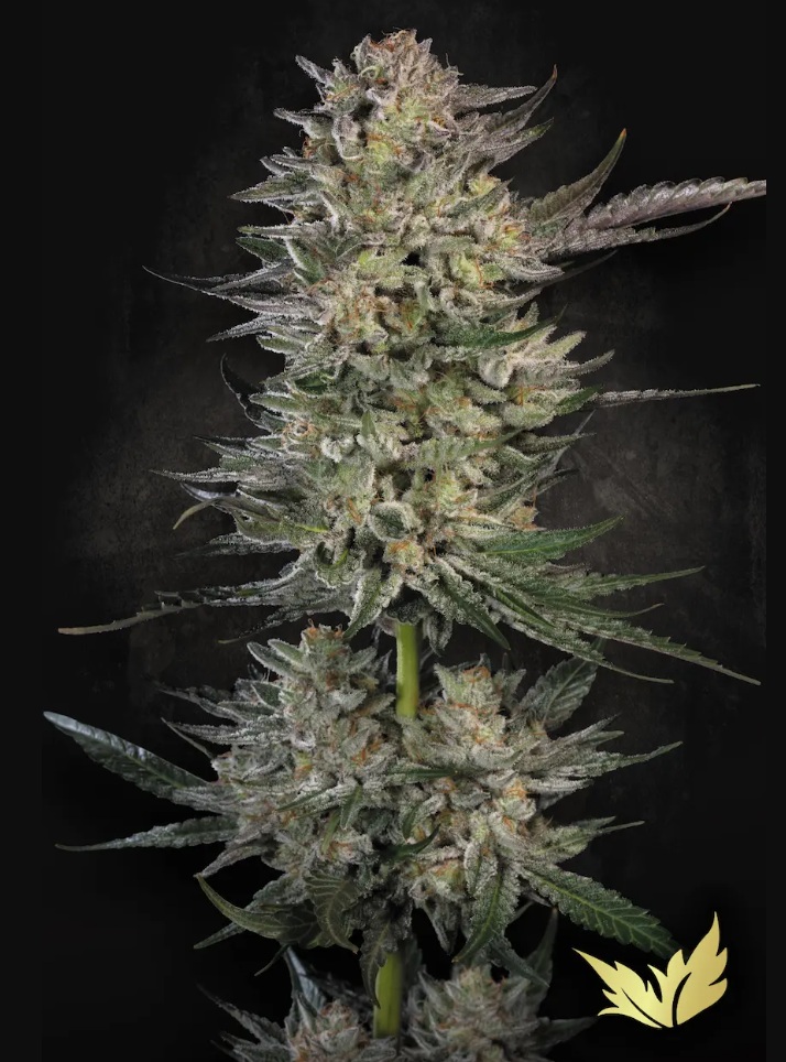 Paradise Seeds Konopné semená Candy Breath Balenie: 5 ks