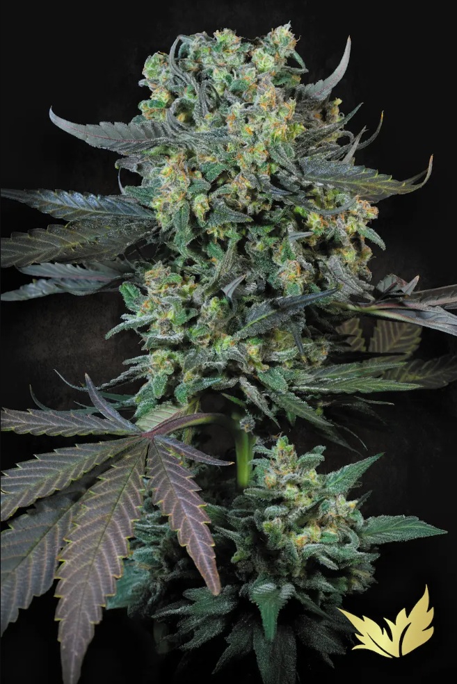 Paradise Seeds Konopné semená Momo Balenie: 3 ks