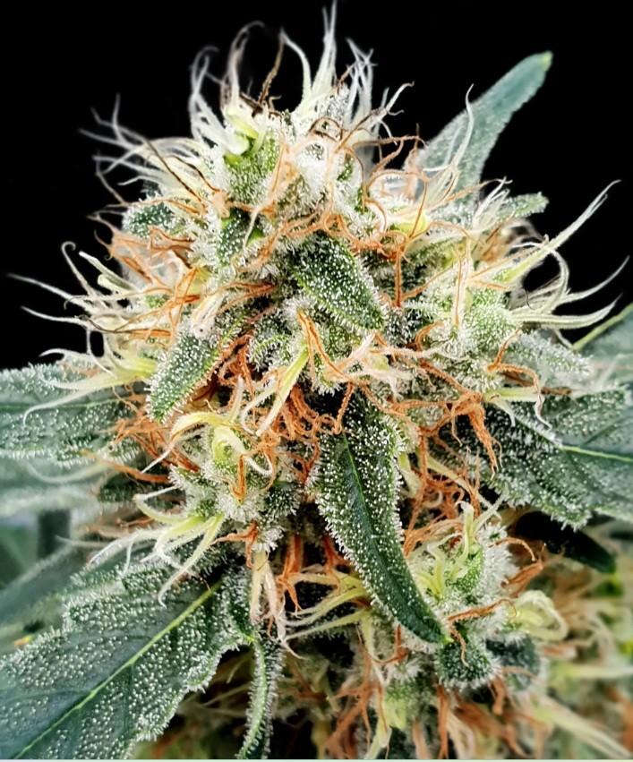 Paradise seeds Auto Kong 4 0 % THC 5 ks Balenie: 10 ks