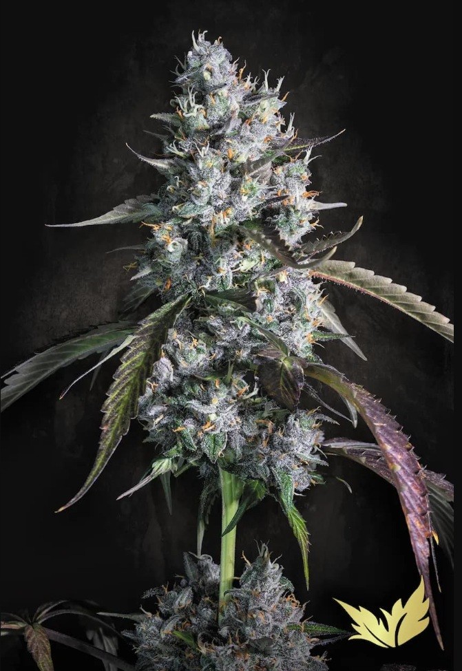 Paradise seeds Auto Kong 4 0 % THC 5 ks Balenie: 10 ks