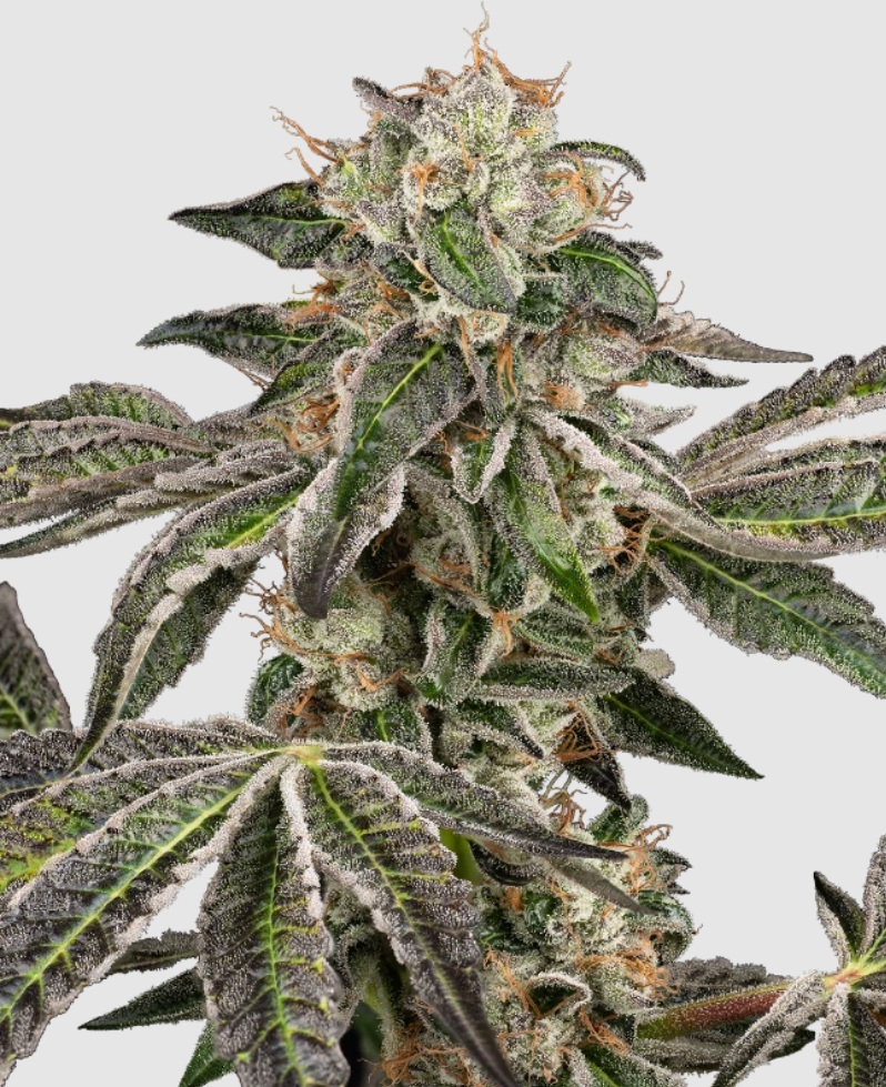 Sensi seeds Banana Kush Cake Auto 0% THC Balenie: 10 ks