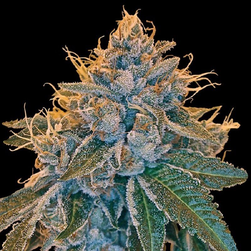 Reserva Privada Konopné semená Kosher Kush Balenie: 5 ks