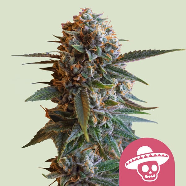 Royal Queen Seeds Special Queen 1 0 % THC 5 ks Balenie: 5 ks