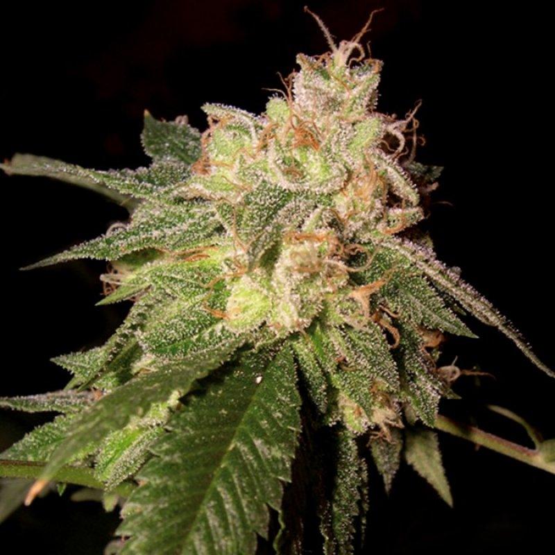 Reserva Privada Semená konope OG Kush Balenie: 5 ks