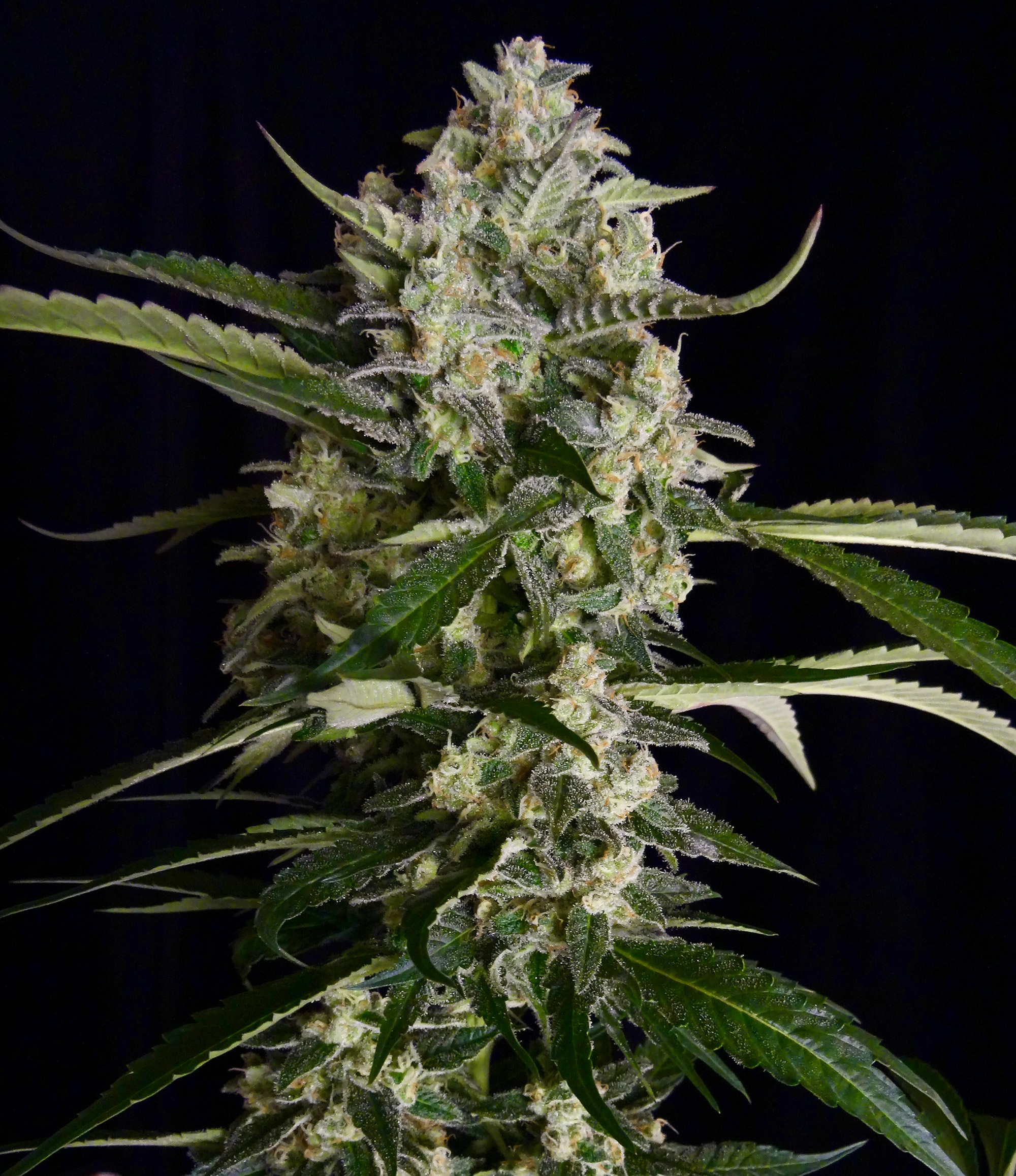 Serious seeds Serious 6 0 % THC 6 ks Balenie: 3 ks
