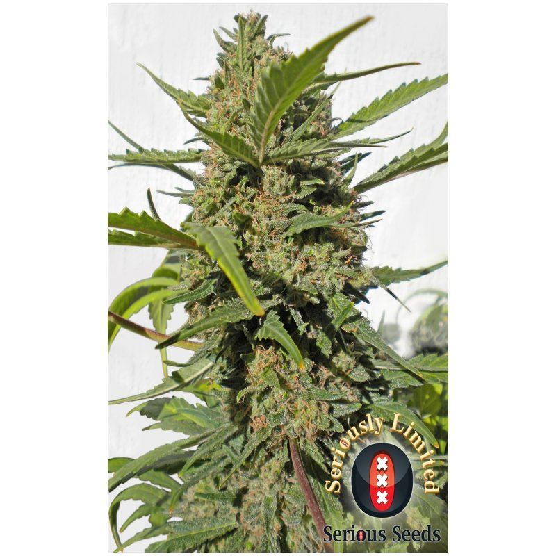 Serious seeds Serious Happiness 0 % THC 6 ks Balenie: 3 ks