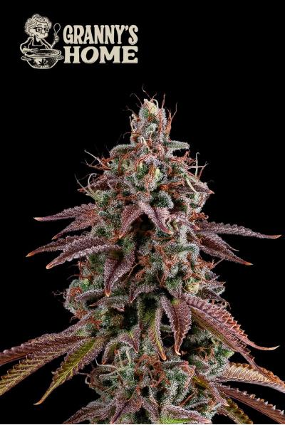 Seedstockers AK420 AUTO 0% THC Balenie: 25 ks