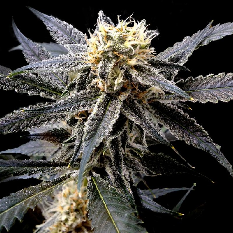 Reserva Privada Konopné semená Strawberry Banana Balenie: 5 ks