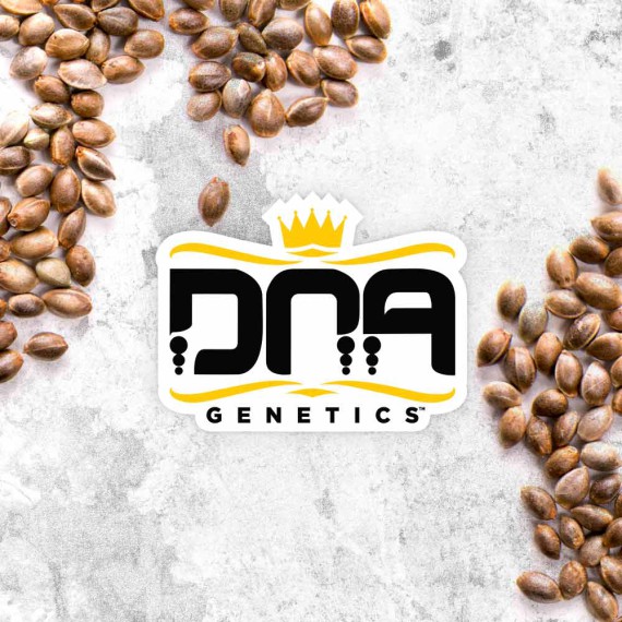 DNA Genetics MIX Pack Regular Balenie: 5 ks
