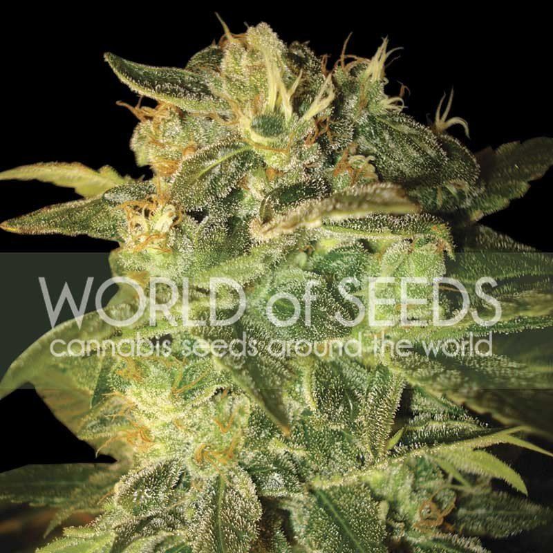 World of Seeds Sugar Mango Ryder Balenie: 12 ks